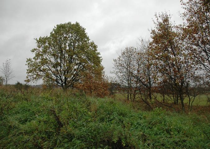 Radwanw. Wschodnia (blisza wsi) cz terasy postacyjnej graniczy z polem. Porastaj j bujne haszcze, przykrywajce kupy gruzu ceglanego i dachwek. Grudzie 2006, fot. Ola Michalska