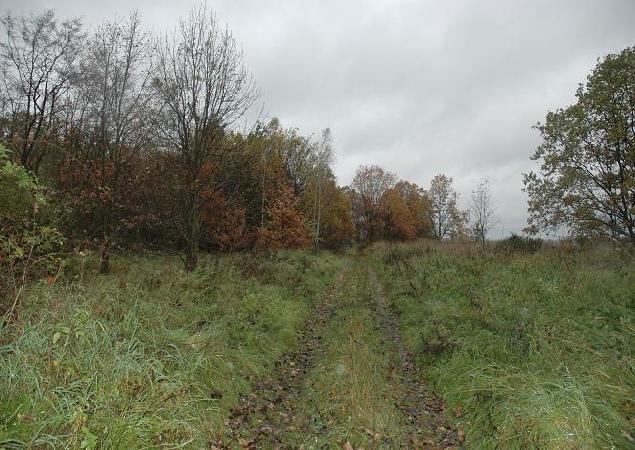 Radwanw. Droga polna (dawna wschodnia nitka mijanki) widziana od strony lasu (z naprzeciwka wzgldem szosy). Po lewej teren gdzie sta dworzec, poronity krzakami i przechodzcy w las. Grudzie 2006, fot. Ola Michalska