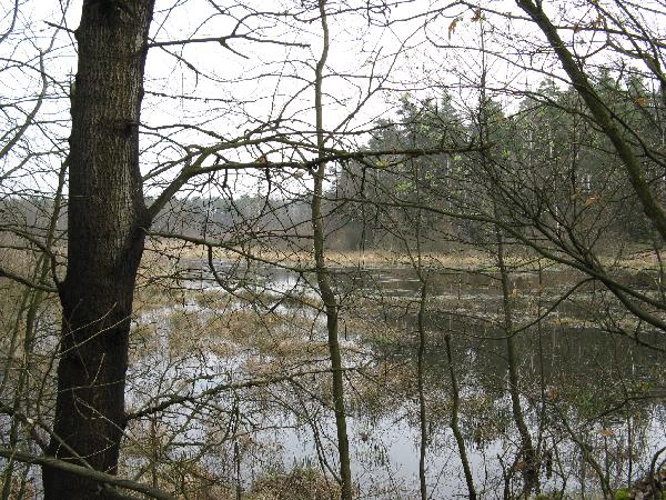 rdleny staw wchodzcy w skad uytku ekologiocznego Przylaski. Stan 12 IV 2008, Fot. M. Bonisawski
