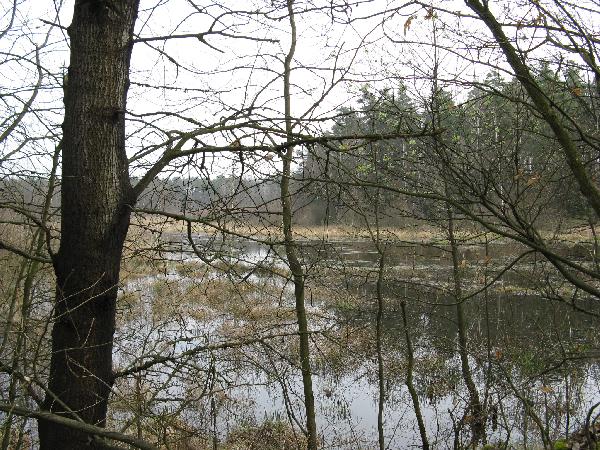 rdleny staw wchodzcy w skad uytku ekologiocznego Przylaski. Stan 12 IV 2008, Fot. M. Bonisawski
