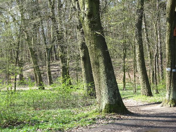 13.04.08. Park Tysiclecia w Szprotawie. Droga od mostu na Bobrze do grodziska. Na drugim planie, za drzewami widoczne sztuczne wzniesienie. Fot. M. Bonisawski