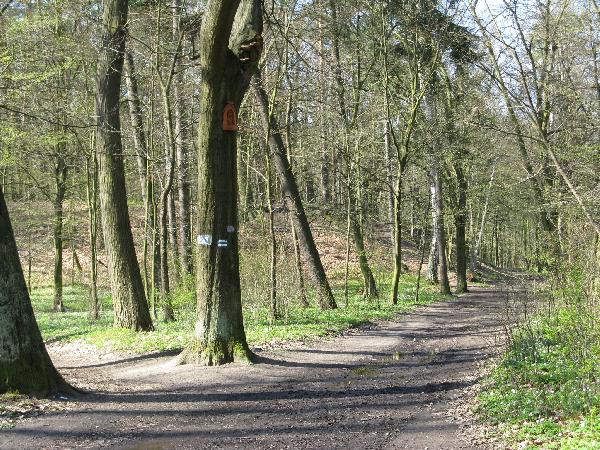 13.04.08. Park Tysiclecia w Szprotawie. Droga od mostu na Bobrze do grodziska. Odejcie na gr znajduje si przy drzewie z ma kapliczk. Fot. M. Bonisawski
