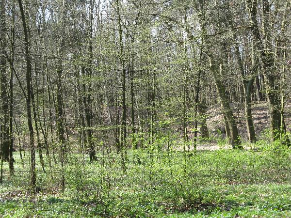 13.04.08. Park Tysiclecia w Szprotawie. Droga od mostu na Bobrze do grodziska. Na drugim planie, za drzewami widoczne sztuczne wzniesienie. Fot. M. Bonisawski
